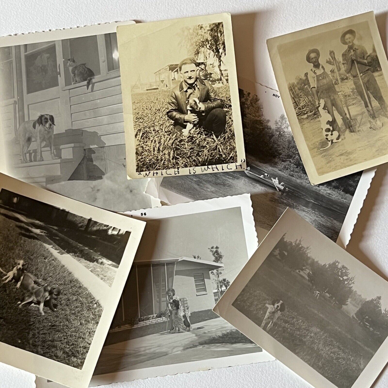 Vintage B&W Sepia Snapshot Dog Photograph Lot Collection of 7 Adorable Dogs