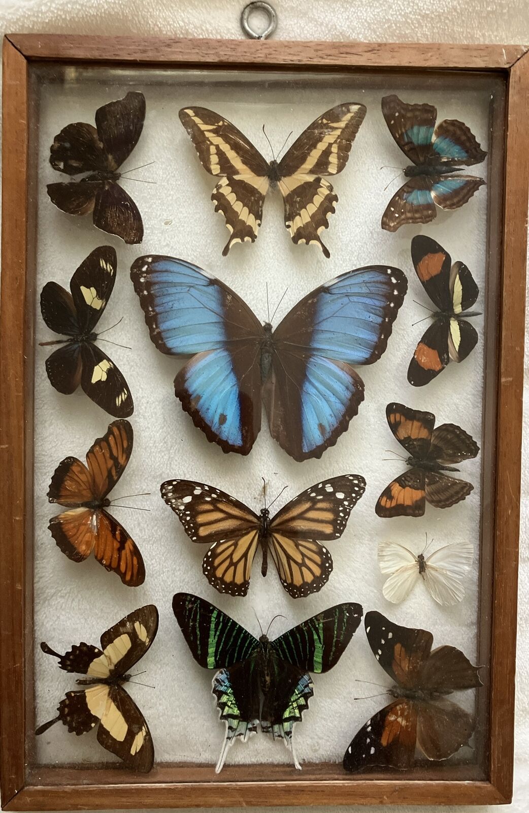 13 VTG Butterfly Taxidermy Display Case Framed Assorted Collection.