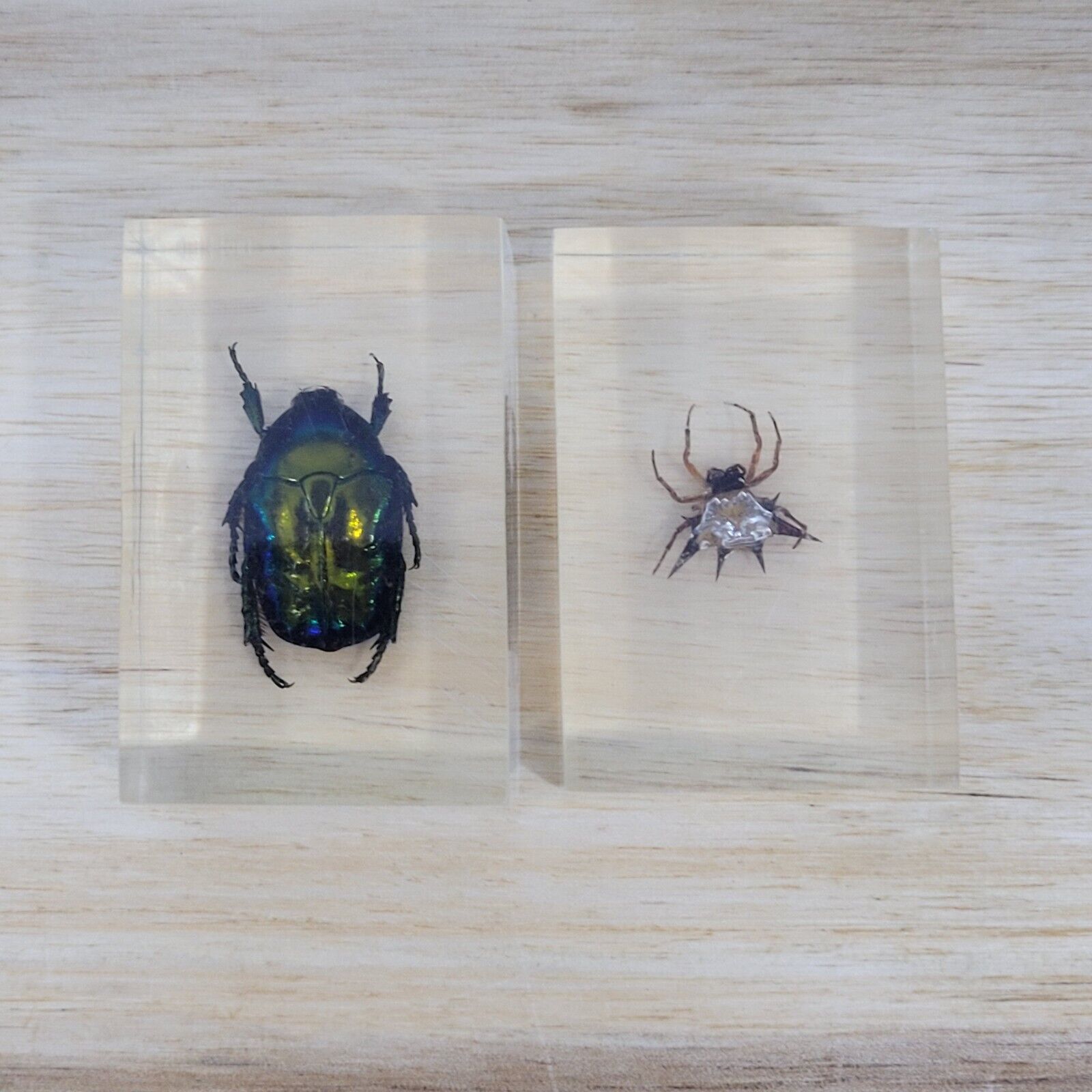 Real Colorful Scarab Beetle & Spider in Clear Lucite Science Education Specimen
