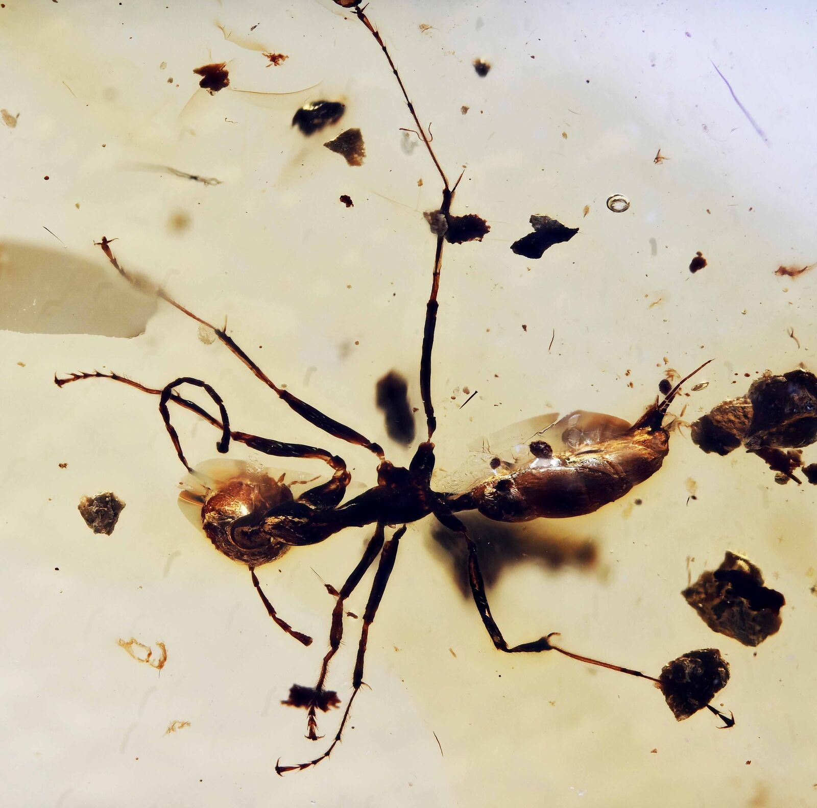 Extinct Large Ant with stinger, Fossil Inclusion in Burmese Amber