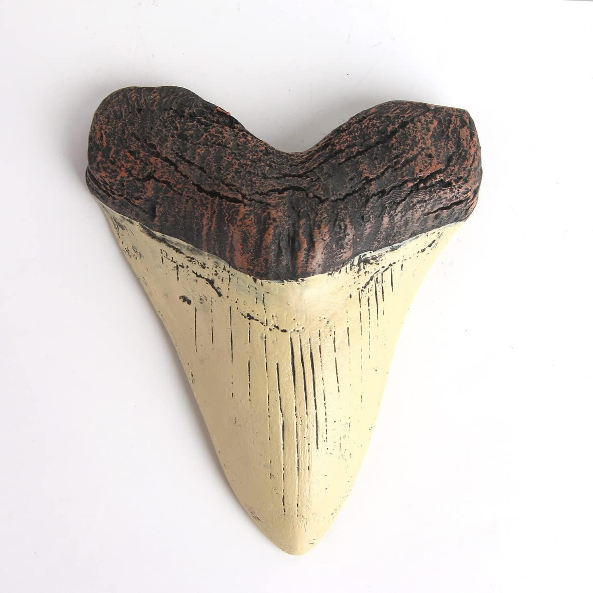 5.5 Inch Megalodon (Carcharodon Megalodon) Tooth, Ivory Color with Serrations(Re
