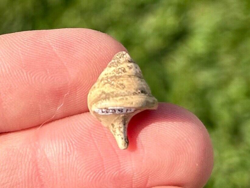 Texas Fossil Gastropod Cook Mountain Formation Eocene Age Shell