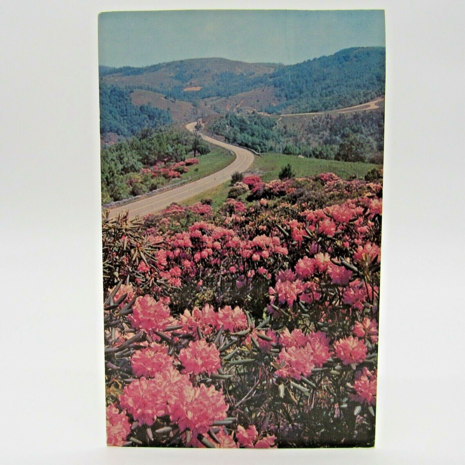 Postcard Vintage 1963 Rhododendron In Bloom Appalachian Flowers Pink Mountains