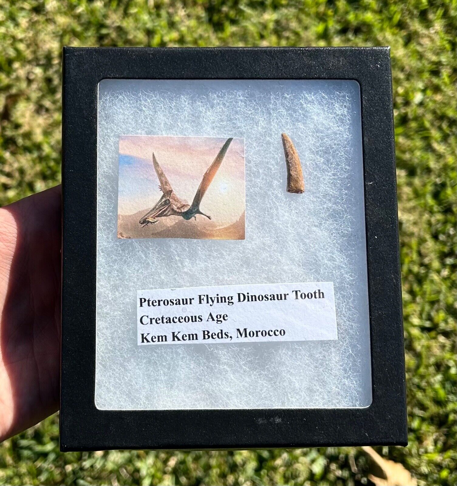 Pterosaur Flying Dinosaur Tooth in Display Case Fossil Theropod Morocco Kem Kem