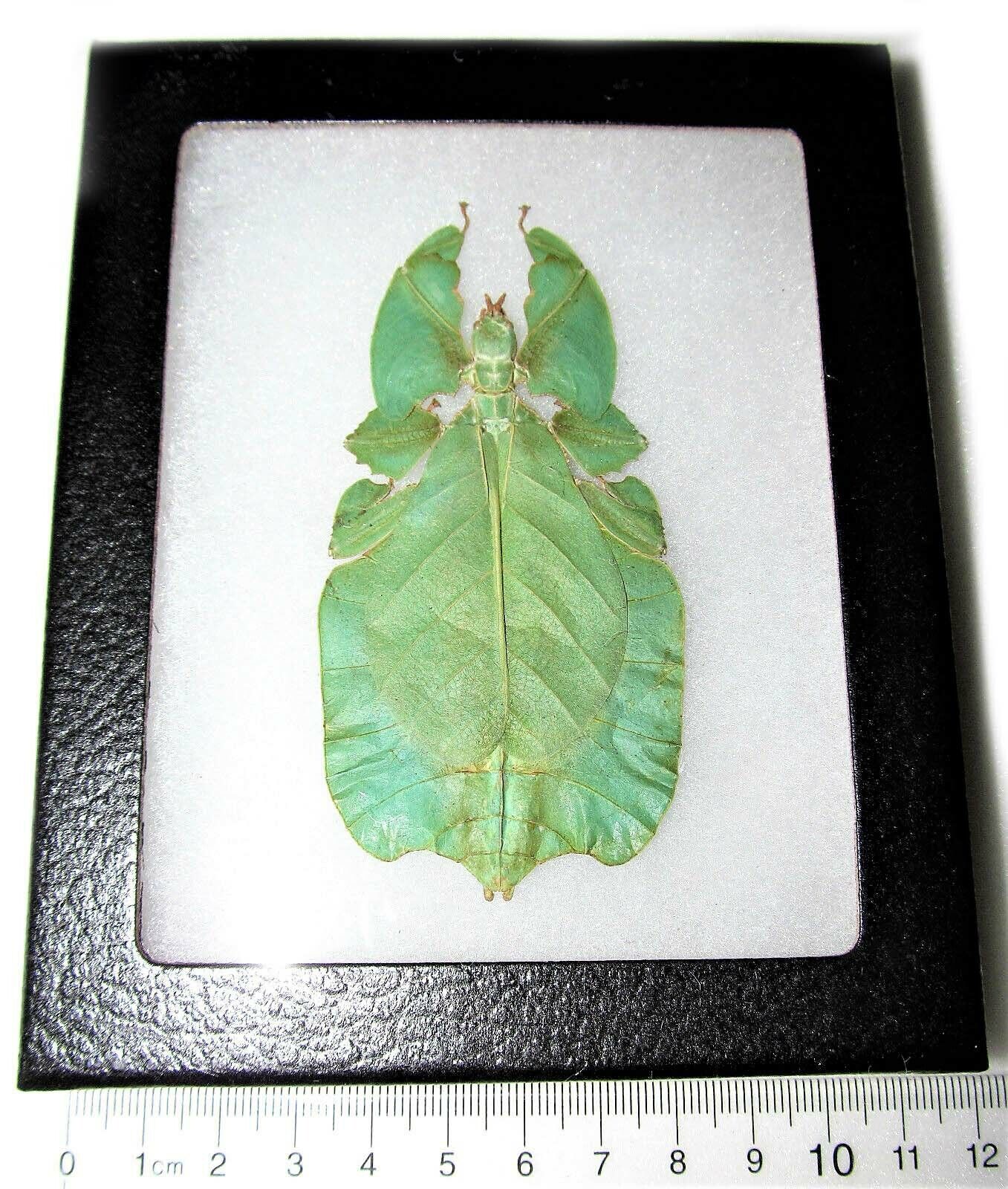 Phyllium pulchrifolium female REAL LEAF MIMIC FRAMED INSECT