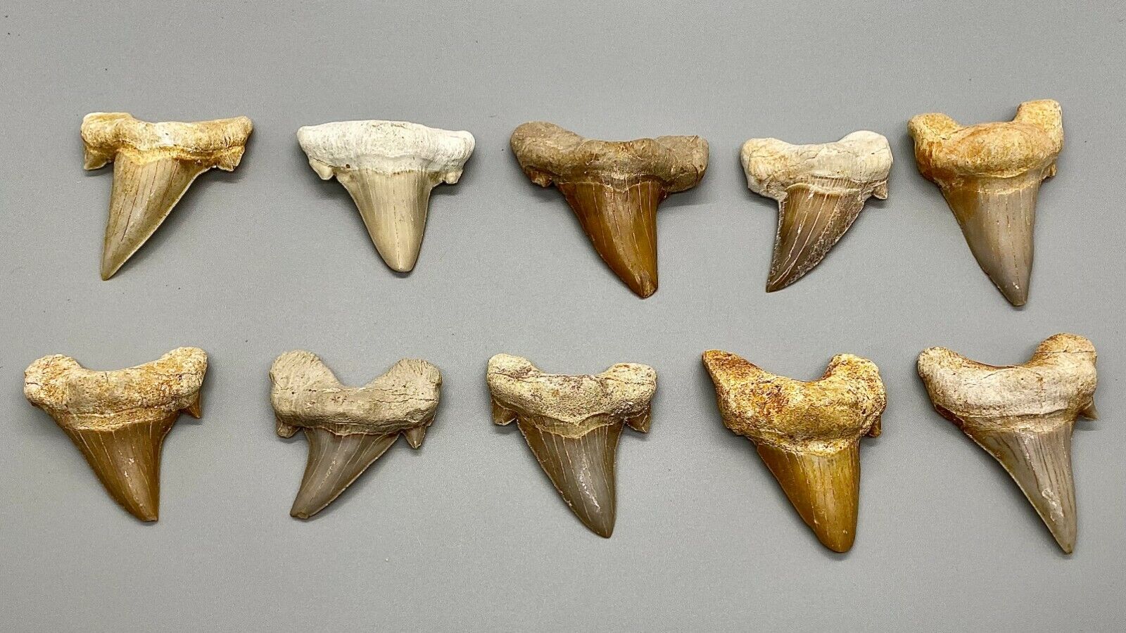 Wholesale group of 10 Fossil EXTINCT MACKEREL Shark Teeth -  Morocco