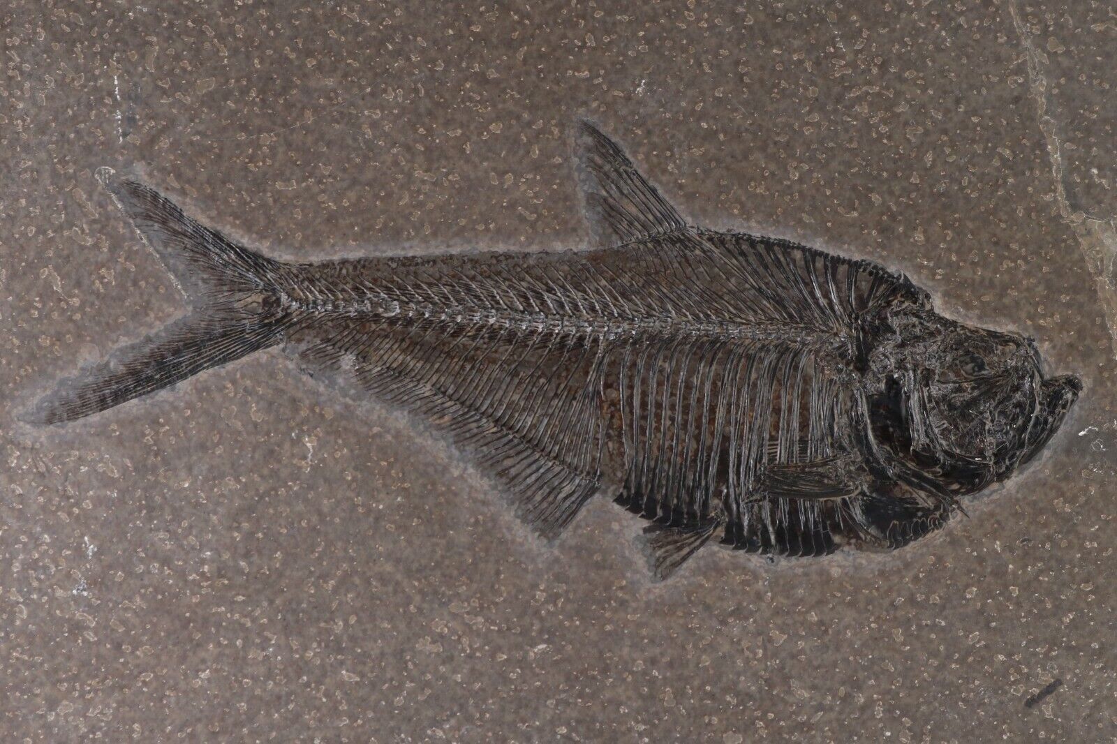 Stunning Fossil Fish 7.2\