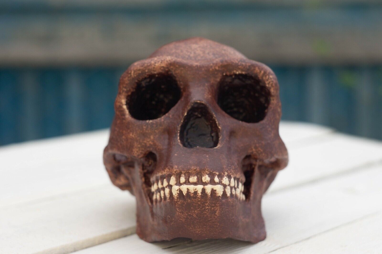 Homo erectus pekinensis skull Full-size reconstruction Peking Man replica