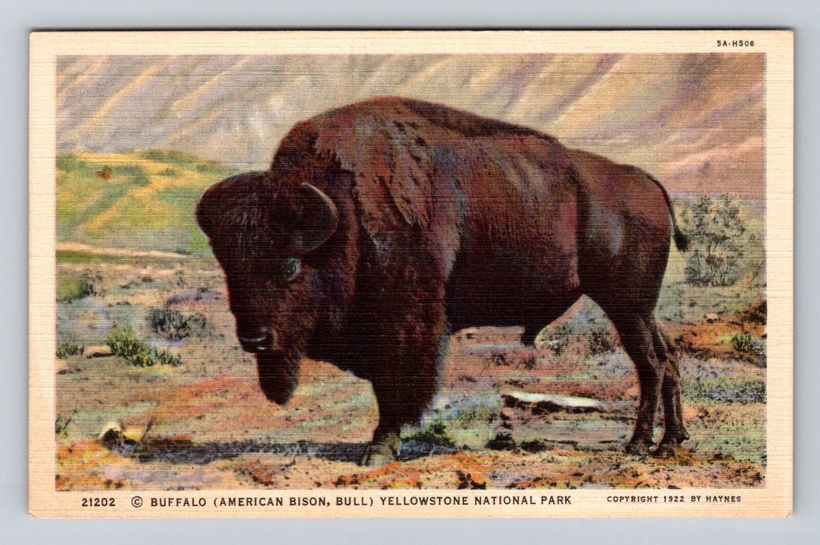 Yellowstone National Park, Buffalo, Series #21202 Vintage Souvenir Postcard