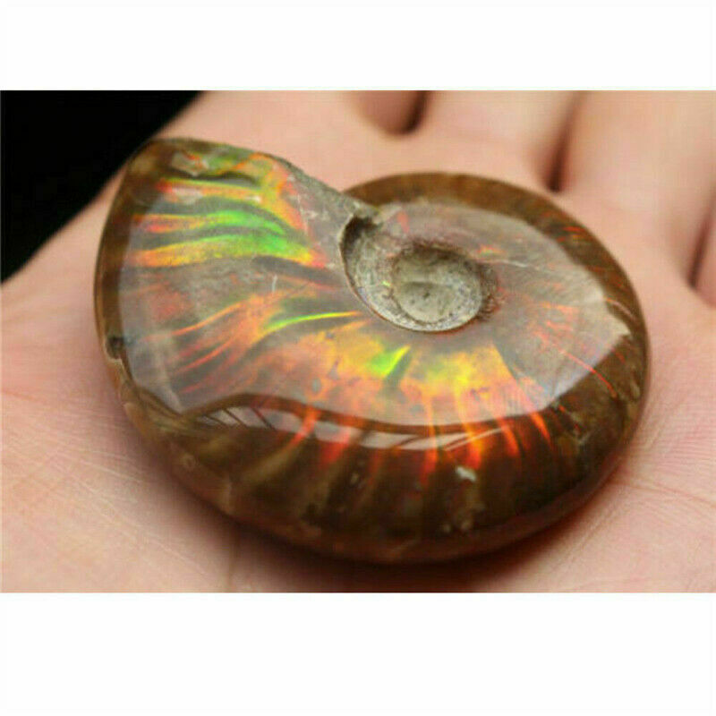 Natural Crystal Iridescent Ammonite Ammolite Facet Specimen Spotted Snail Fossil