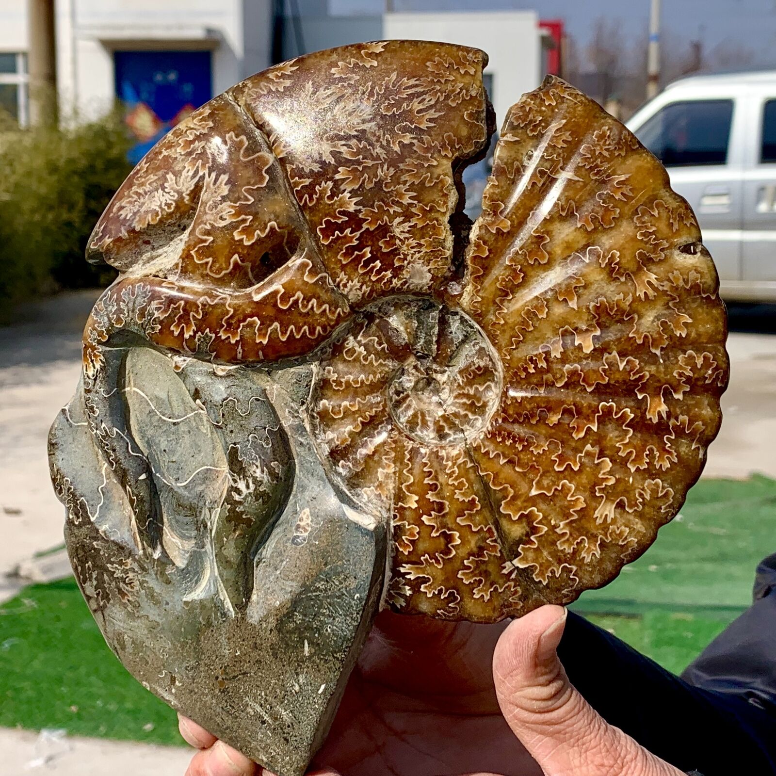 2.72LB Rare Natural Tentacle Ammonite Fossil Specimen Shell Healing Madagascar