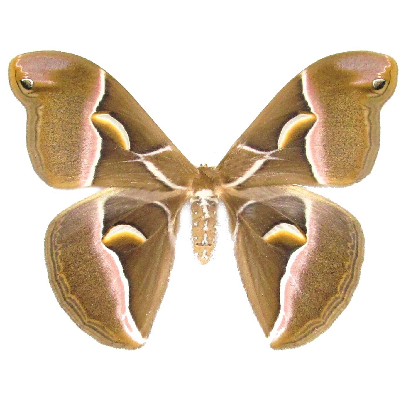 Samia cynthia saturn moth China unmounted wings closed wings closed