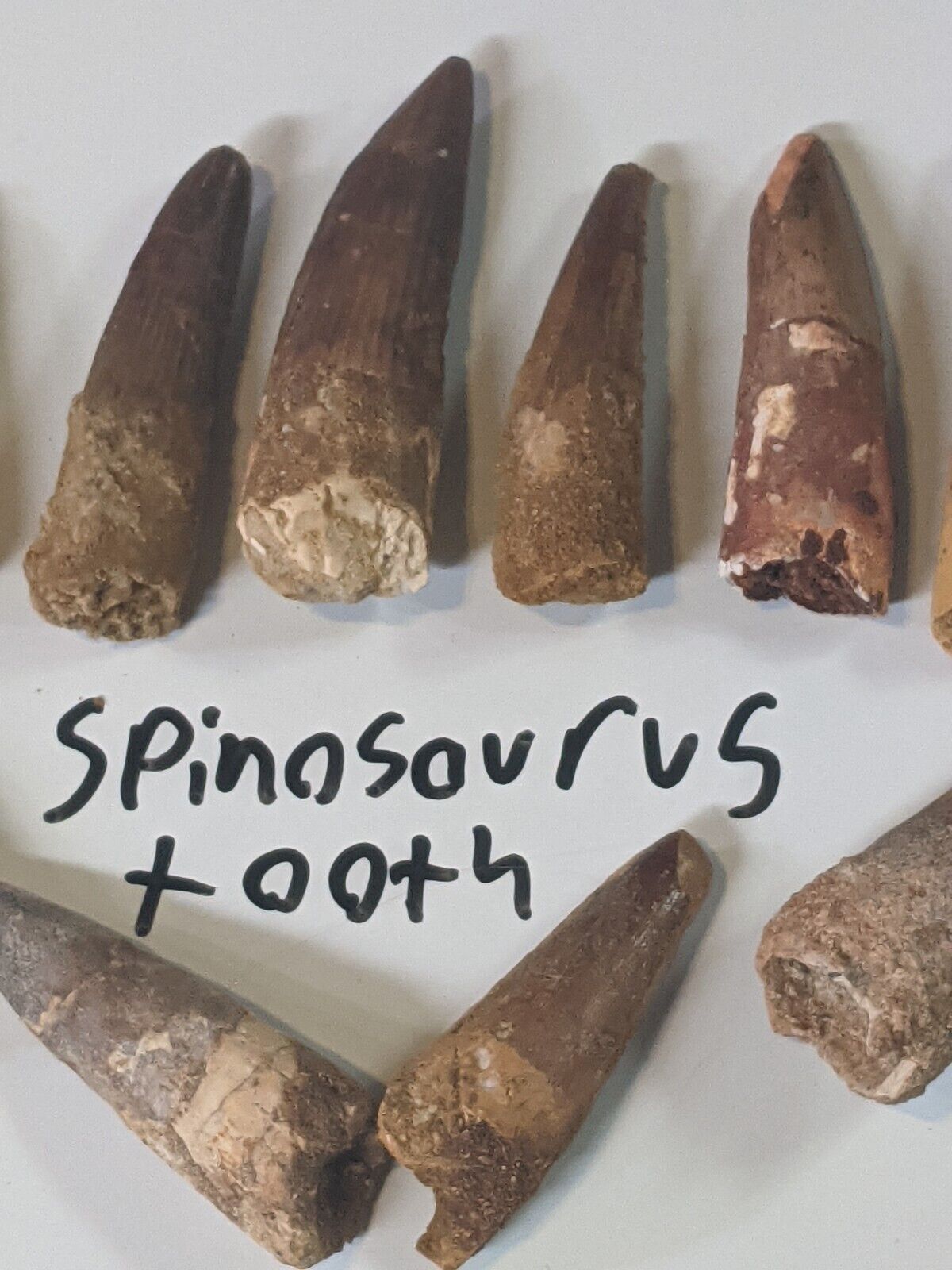 Genuine Spinosaurus Tooth From Late Cretaceous Found In Kem Kem Basin 1.5-3 inch