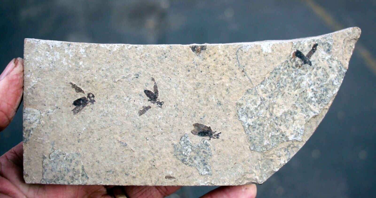 4 March flies • Plecia pealei. • Eocene Age Insect from Wyoming