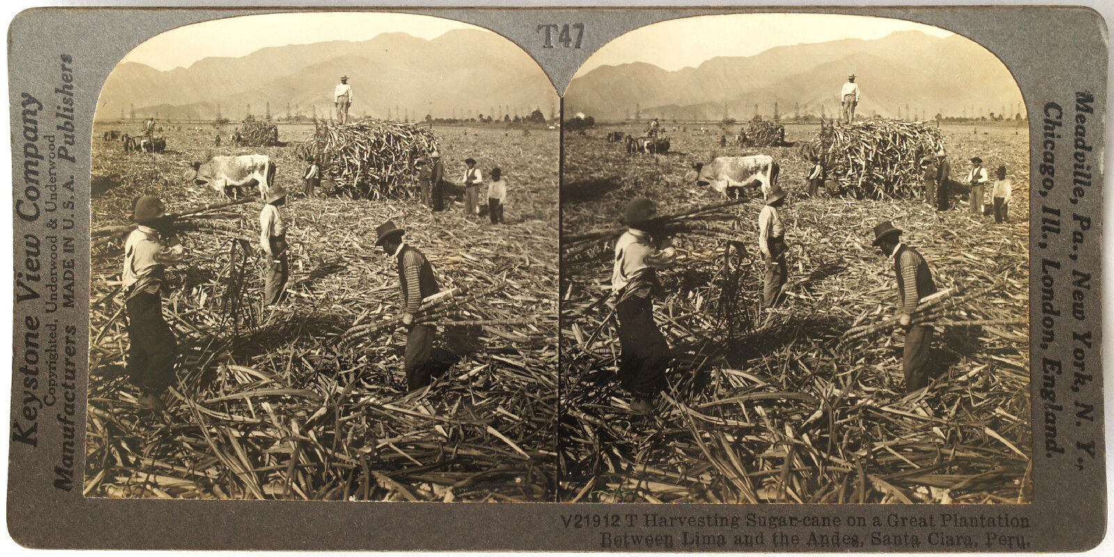 Keystone Stereoview Harvesting Sugar Cane, Peru So Am. from 1930’s T400 Set #T47
