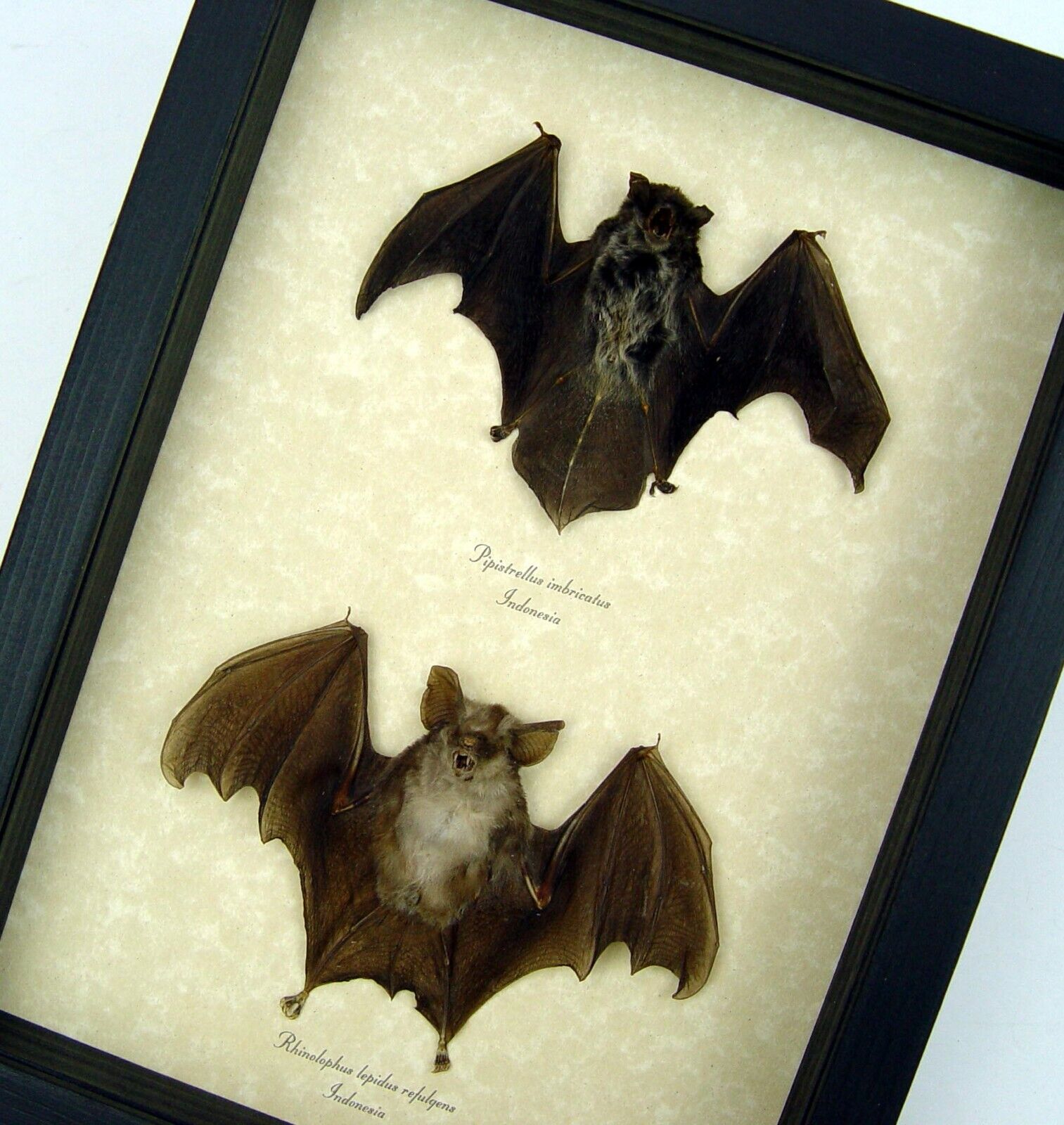 Framed Dracula Bat Collection Real Flying Taxidermy Bats