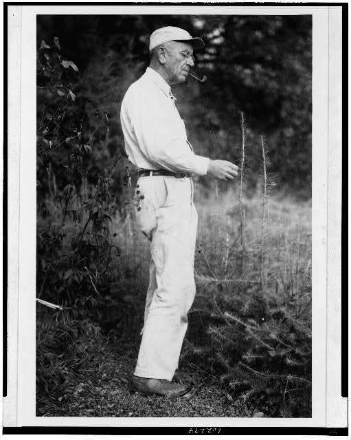 Aldo Leopold examining tamarack,presumably,plant,Sauk County,Wisconsin,WI,1947