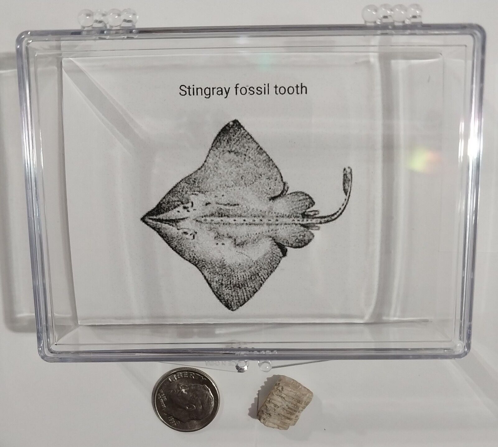 Stingray TOOTH REAL PRE-HISTORIC SHARK FOSSIL EXTINCT in display case