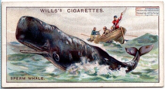 Sperm Whale c90 Y/O Trade Ad Card