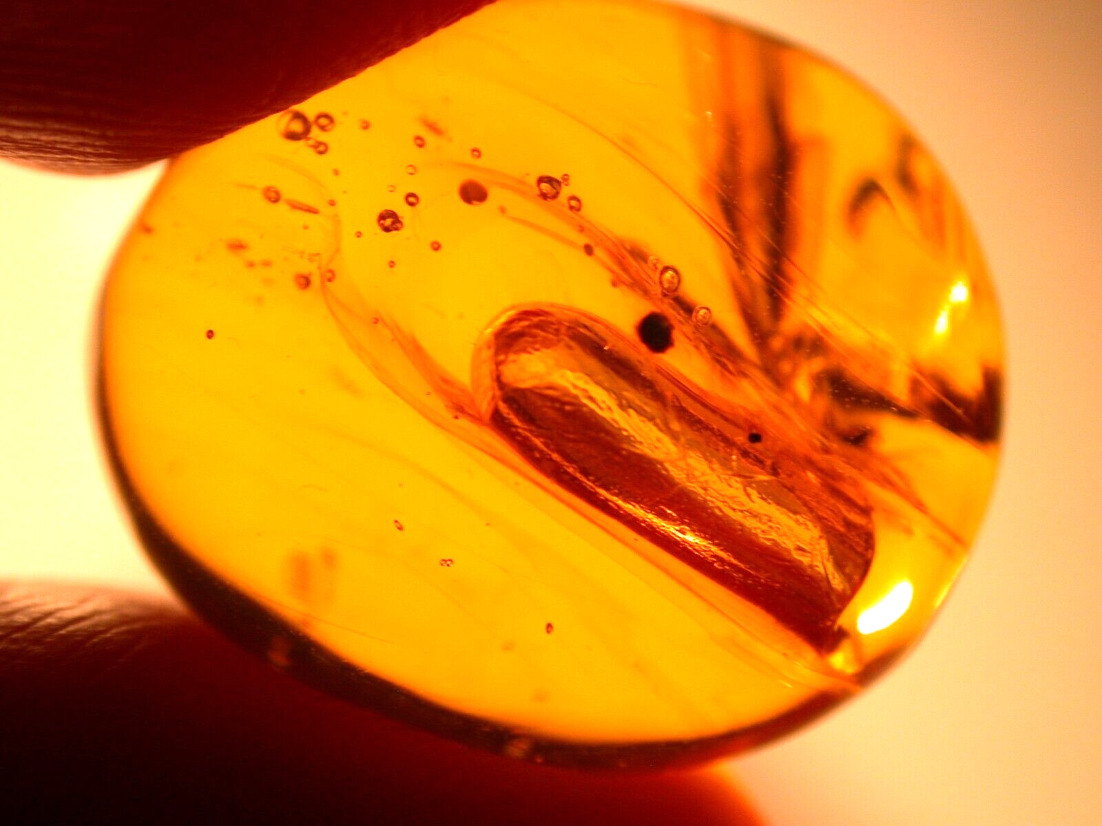 GIANT Air Bubble with Winged Termite in Dominican Amber Fossil Gem