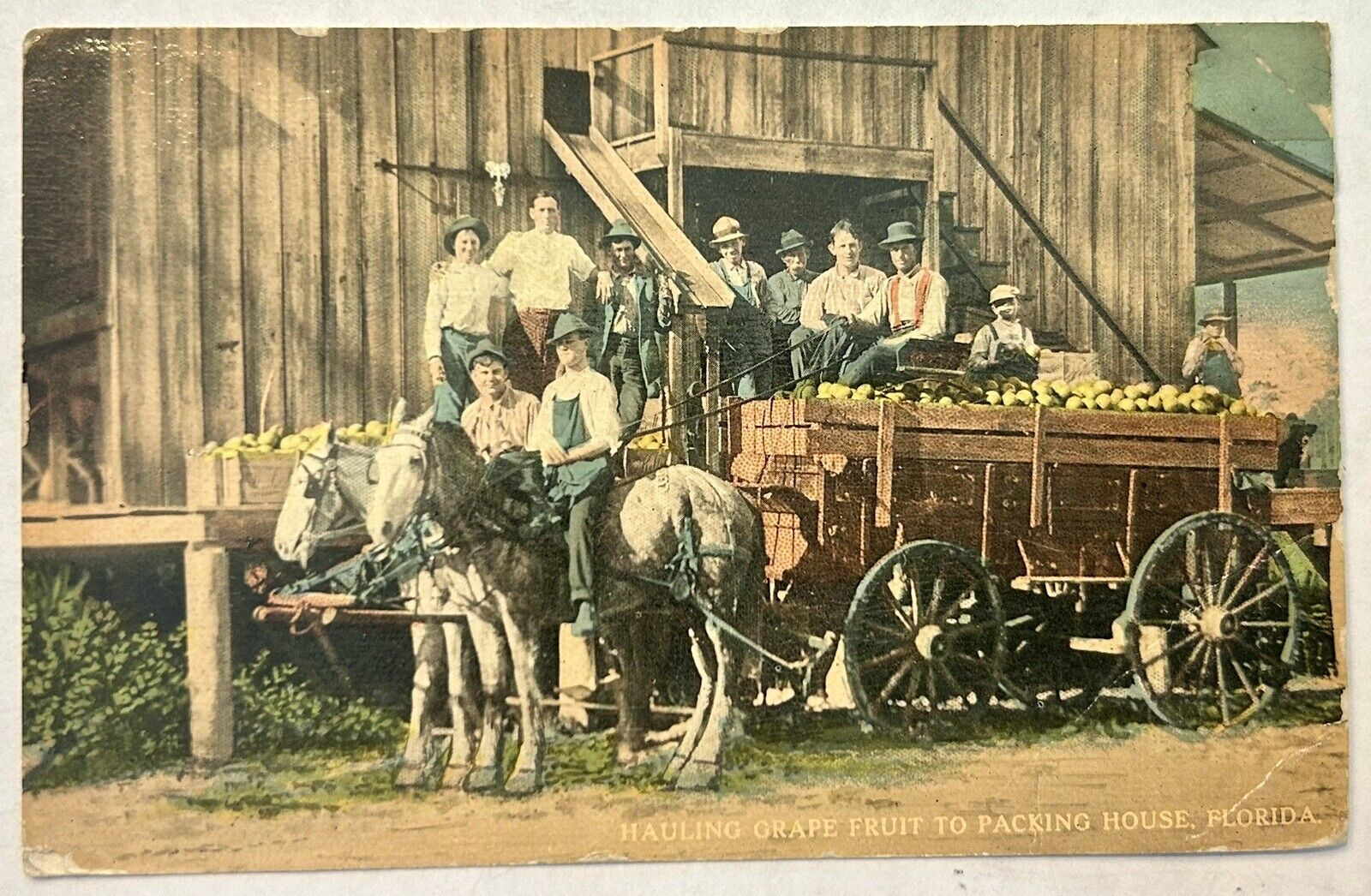 Hauling Grapefruit In Florida. Horses And Wagon 1914.￼Vintage Postcard