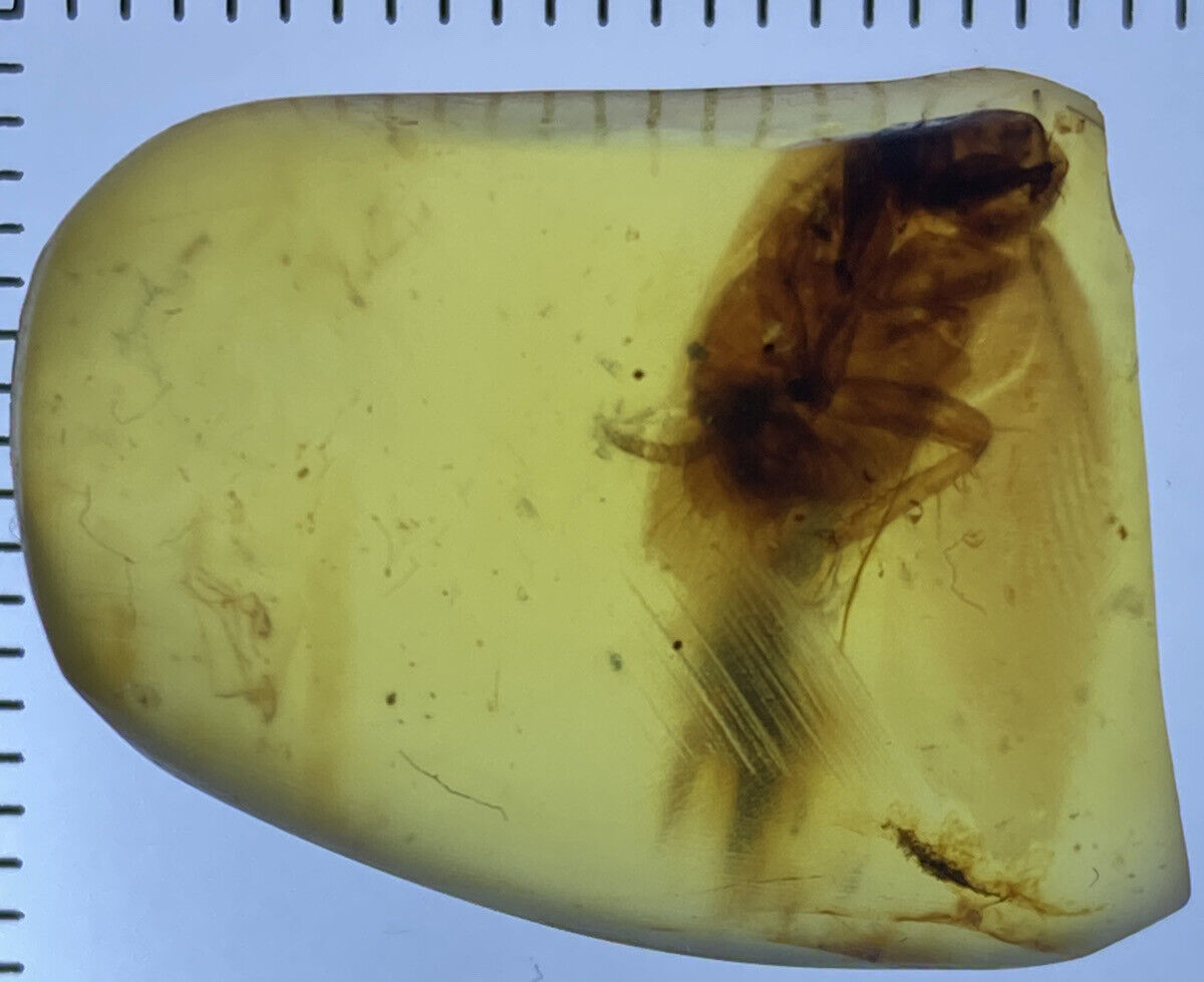 Beautiful Ancient Cockroach, Roach In Pristine & Genuine Burmite Amber, 98myo