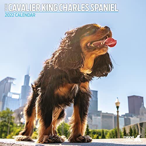 Cavalier King Charles Spaniel Traditional 2022 Calendar: Dog Calendar - Wall ...