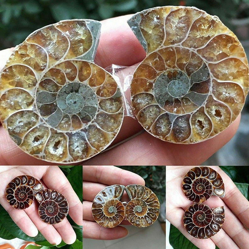 Half Cut Natural Ammonite Shell Fossil Specimen Madagascar Decoration Collection