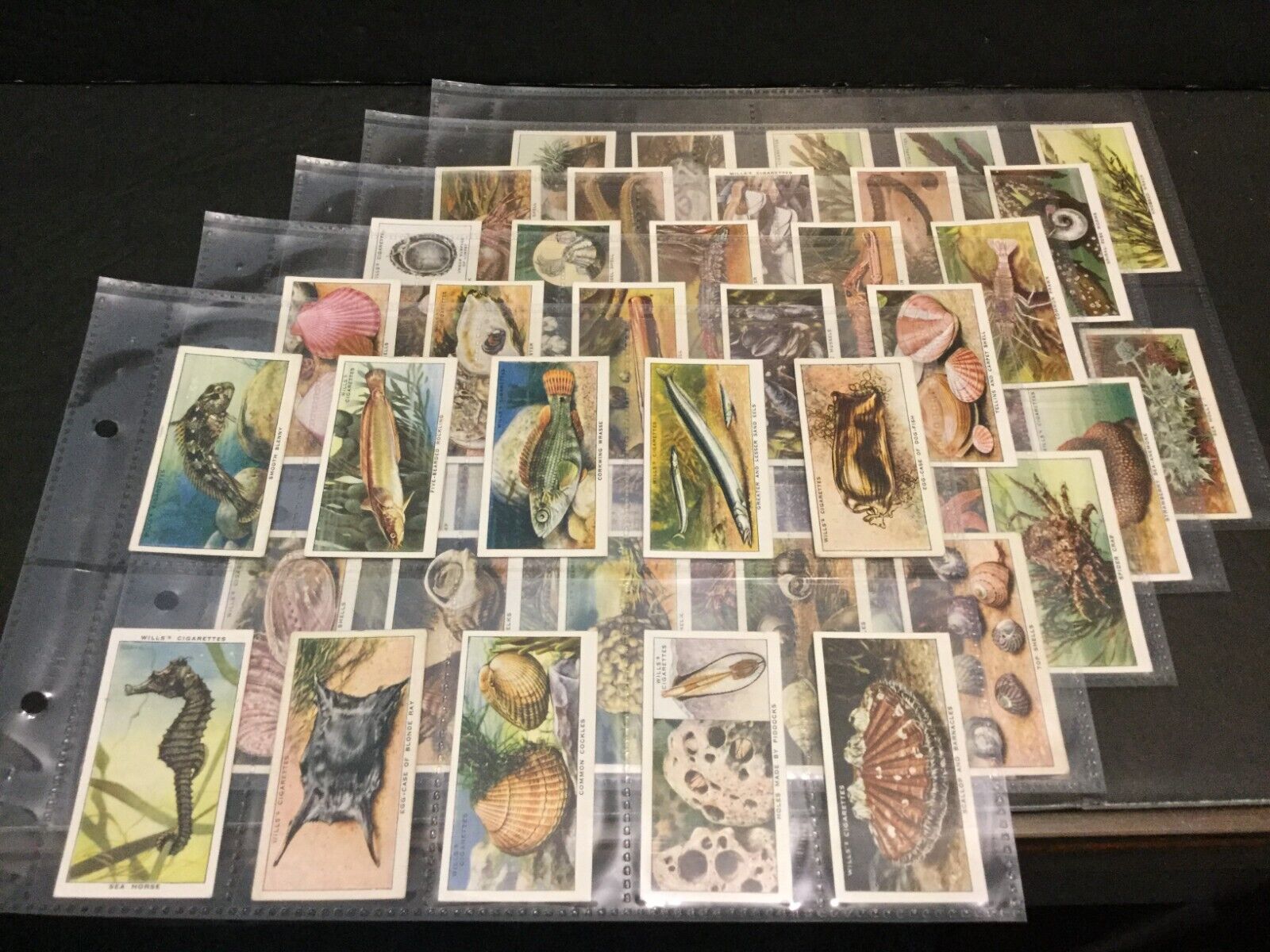 1938 Wills Sea-Shore Set of 50 Cards in Plastic Sheets Sku853S