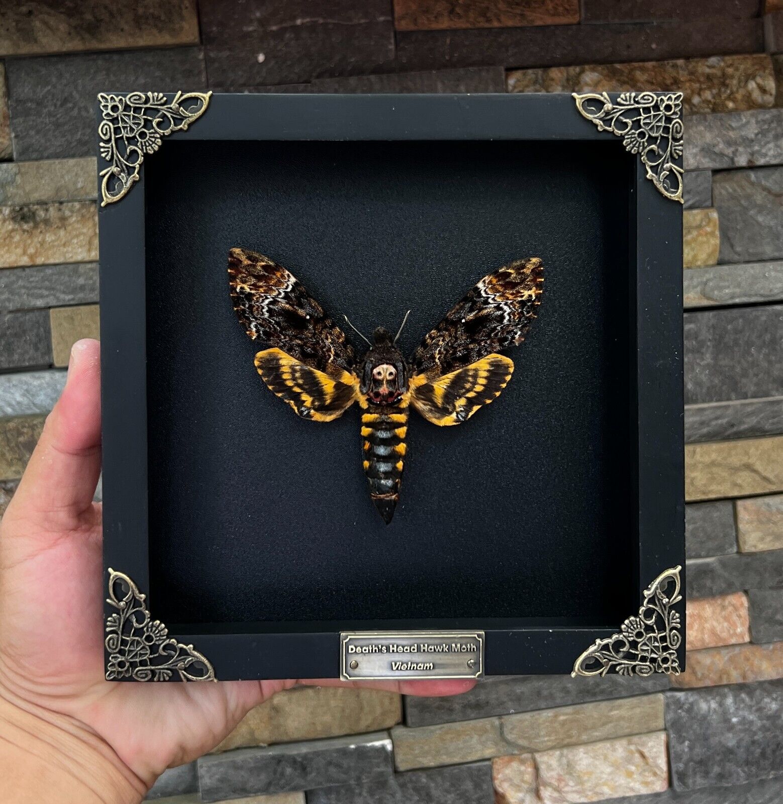 Real Insect Framed Death Head Moth Skull Acherontia Butterfly Oddities Taxidermy