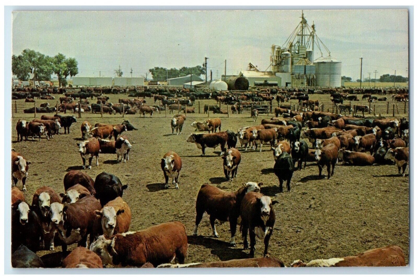 c1960 Kansas Feed Lot Thousands Cattle Market Kansas KS Vintage Antique Postcard