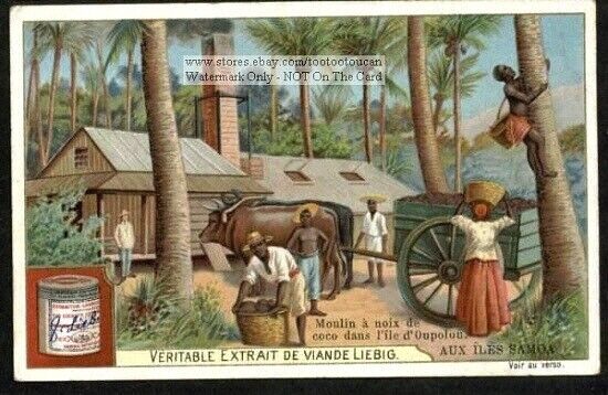 Samoa Pacific Island Natives Harvest Coconuts Palm Tree 1903 Trade Ad  Card