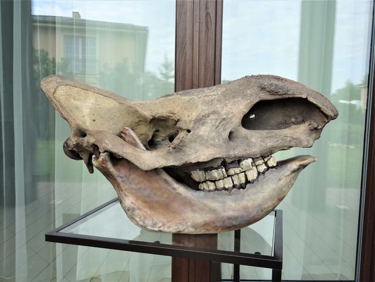 WOOLLY RHINO fossil scull Pleistocene Yakutia permafrost with 3D print lower jaw