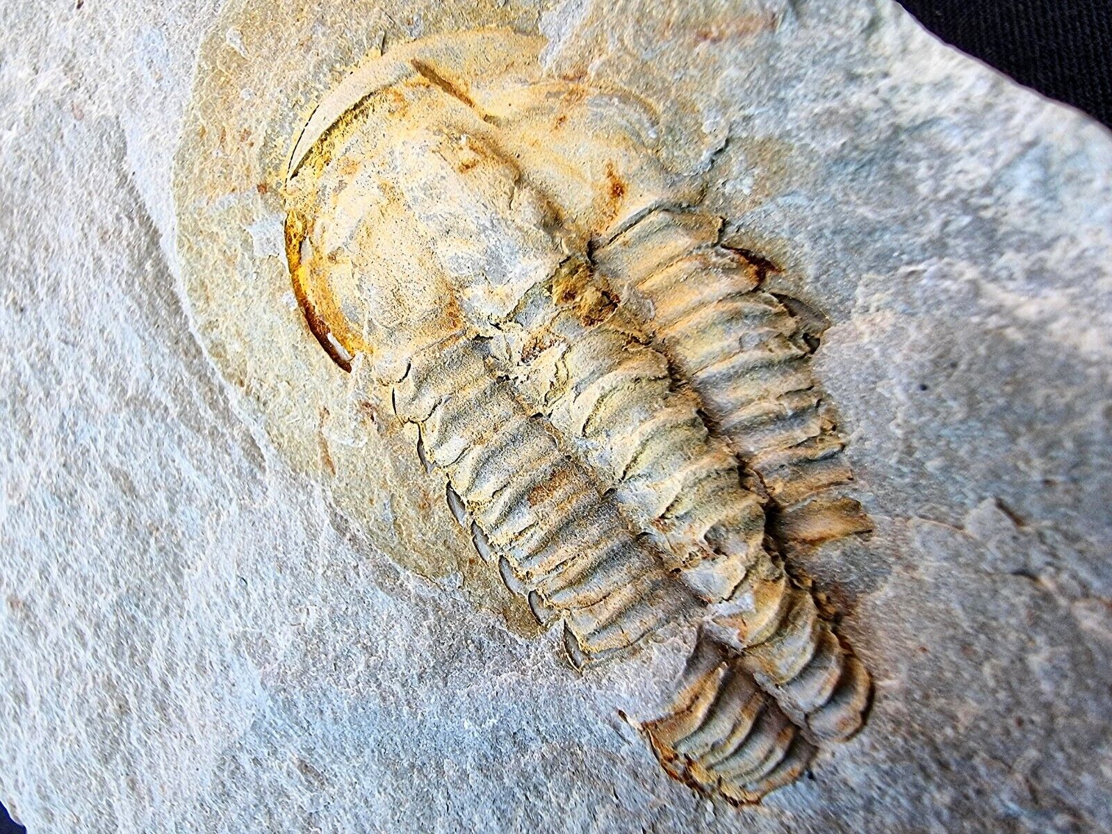 TOP RARE Bigotinops dangeardi Fossil Trilobite Morocco Cambrian BIGOTINOIDS