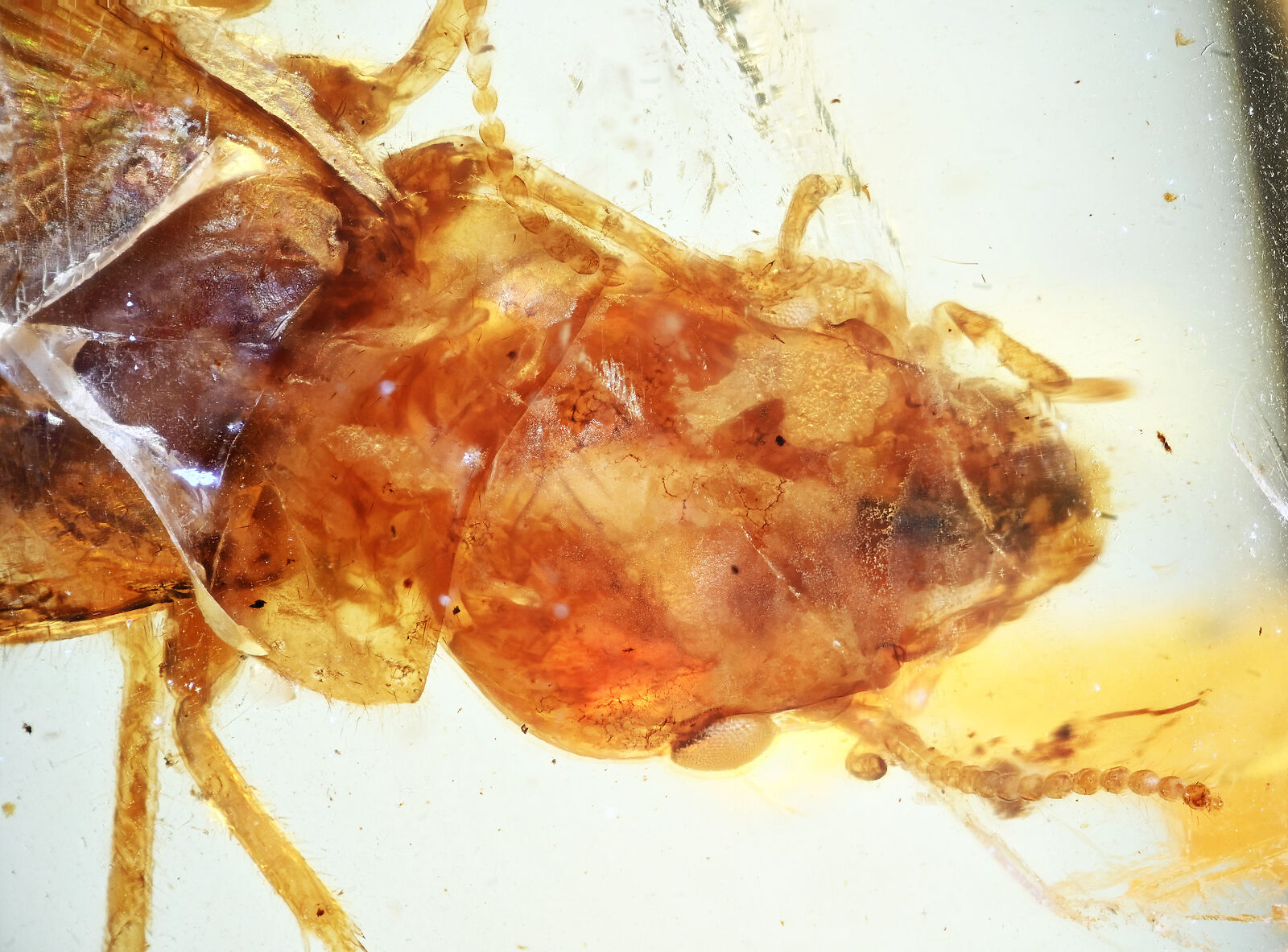 Large Isoptera (Termite) Fossil inclusion in Burmese Amber