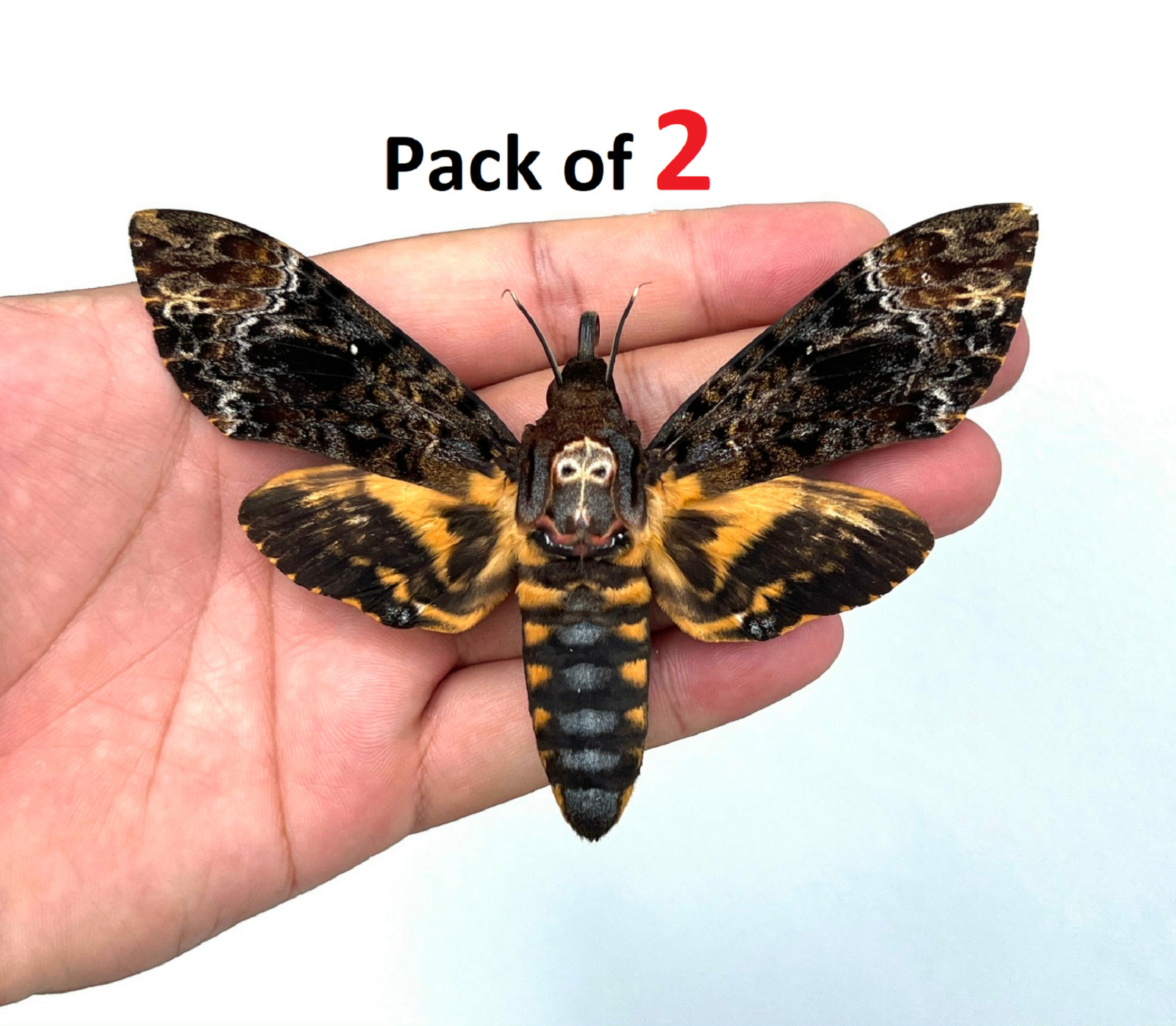 2 Real Death Head Moth Acherontia Spread Mounted Skull Moth Silence Taxadermy 