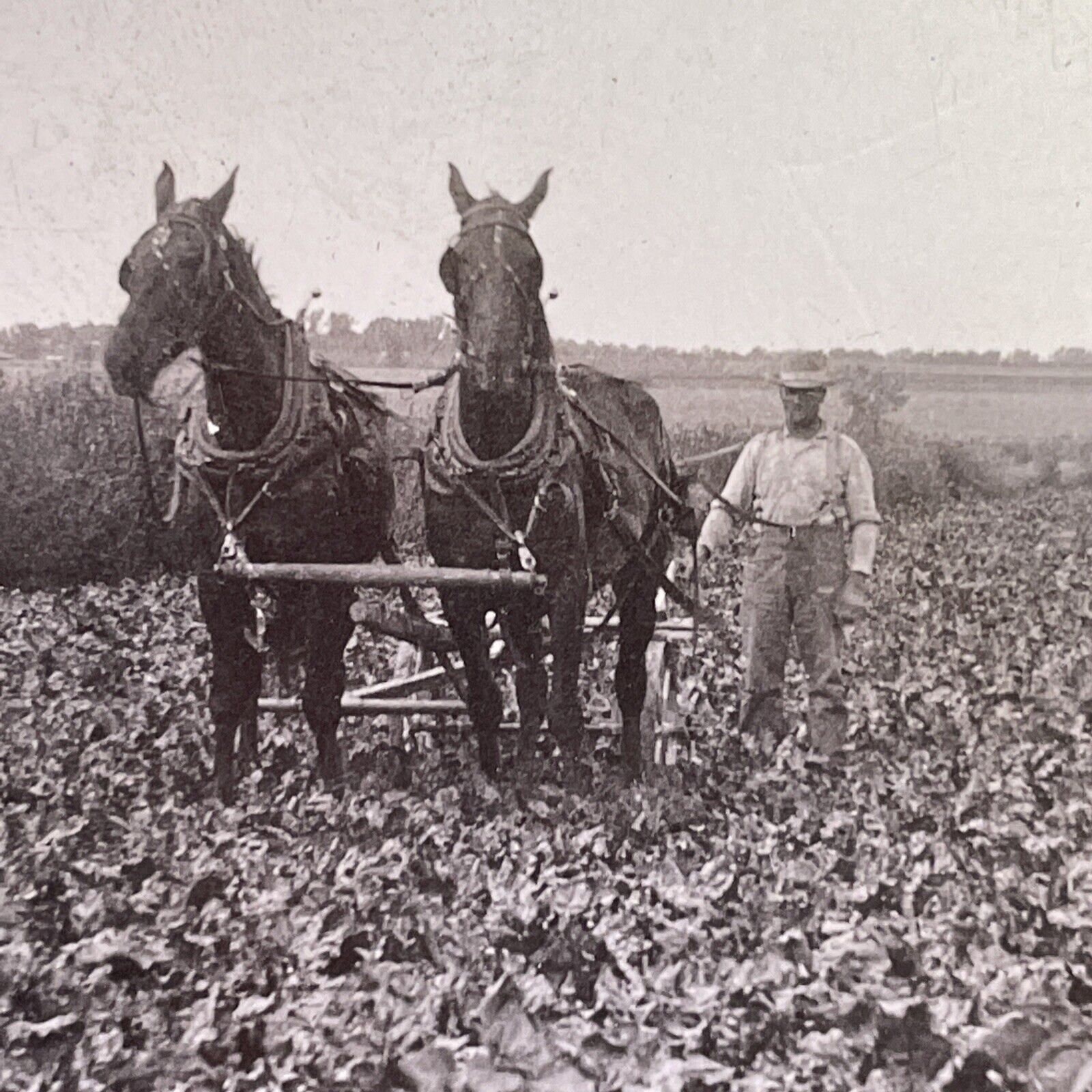 Antique 1909 Man Farming Tobacco Field Southern USA Stereoview Photo Card P1751