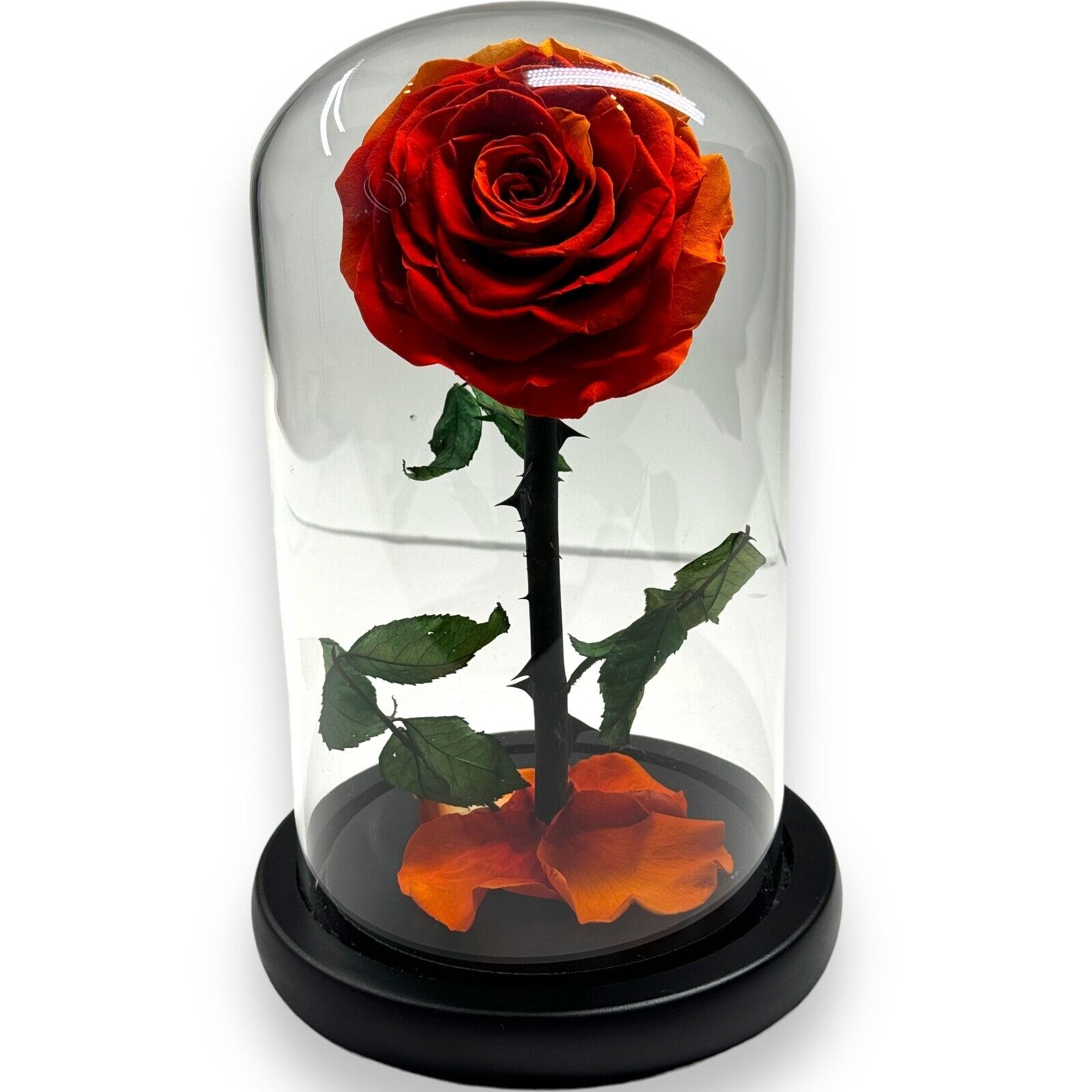Preserved Eternity Forever Rose in Glass Dome Unique Birthday Mother\'s Day Gift