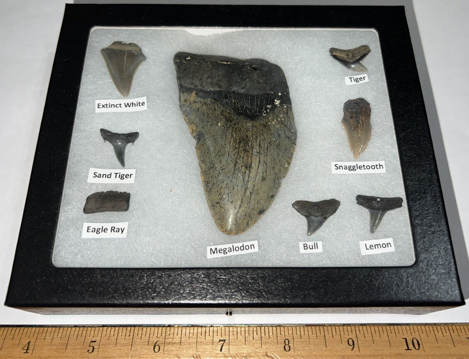 Beginner Labeled Megalodon Era Fossil Shark Teeth Collection in a Riker Mount