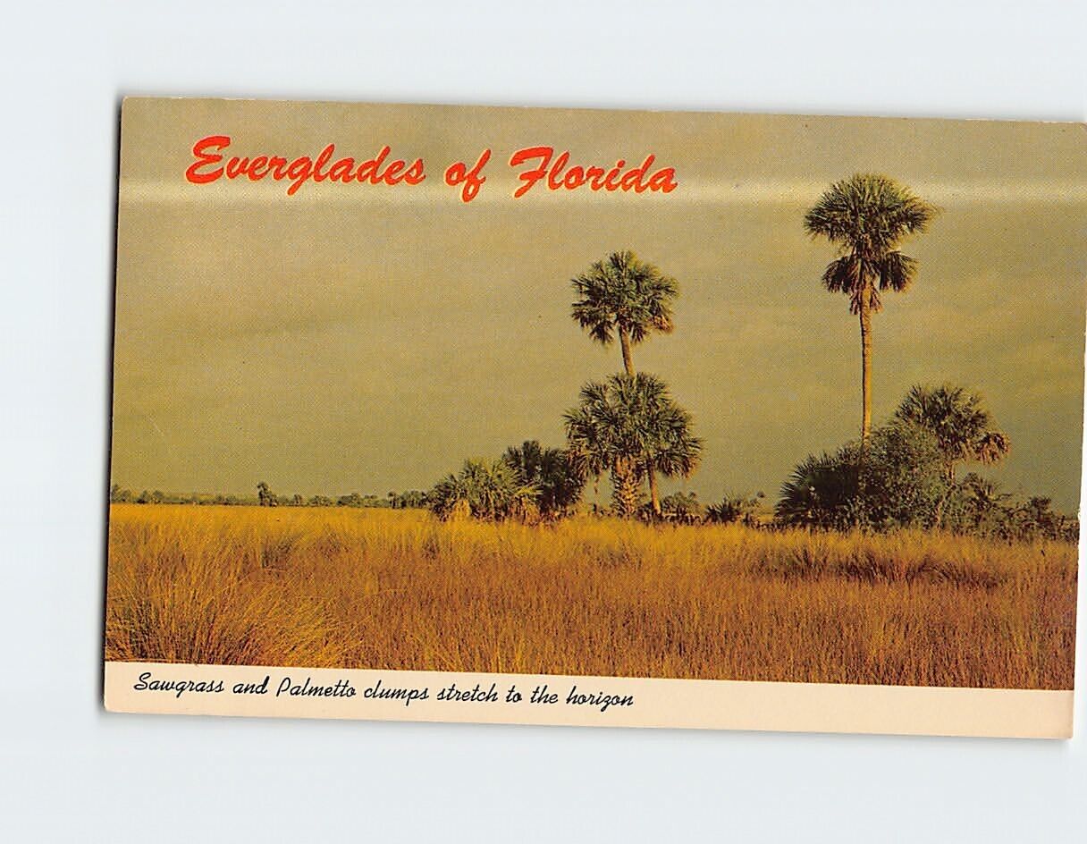 Postcard Sawgrass & Palmetto Clumps Stretch to Horizon Everglades of Florida USA