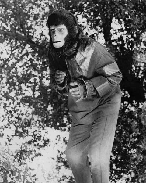 Roddy McDowall on tree branch as Galen 1974 Planet of the Apes TV 4x6 photo