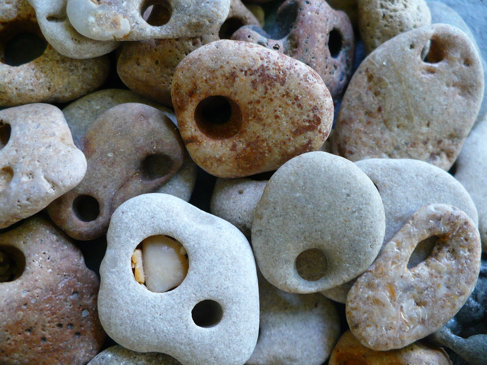 WISHING STONES | natural 13 holey beach stones, hag fossil biology, grey rock