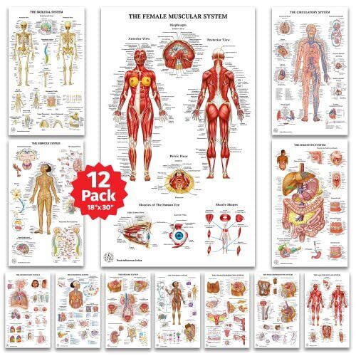 12 Human Anatomy Posters - Medical Posters, Circulatory, Skeletal, Male Femal...