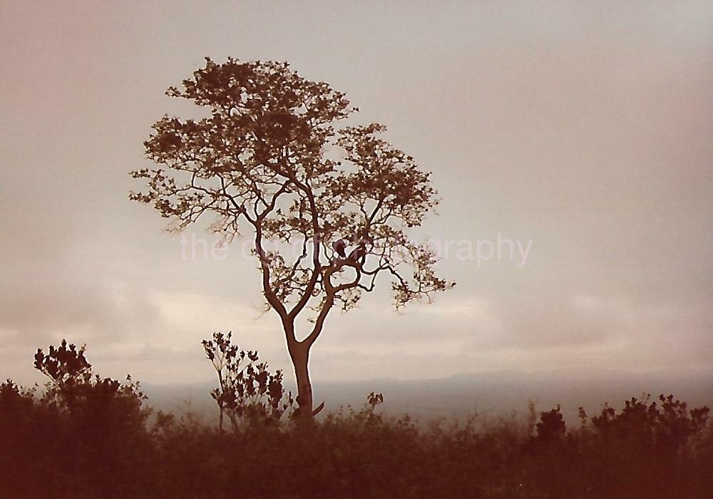 A TREE GROWS IN AFRICA African Abstract FOUND PHOTOGRAPH Color Snapshot 08 28 W