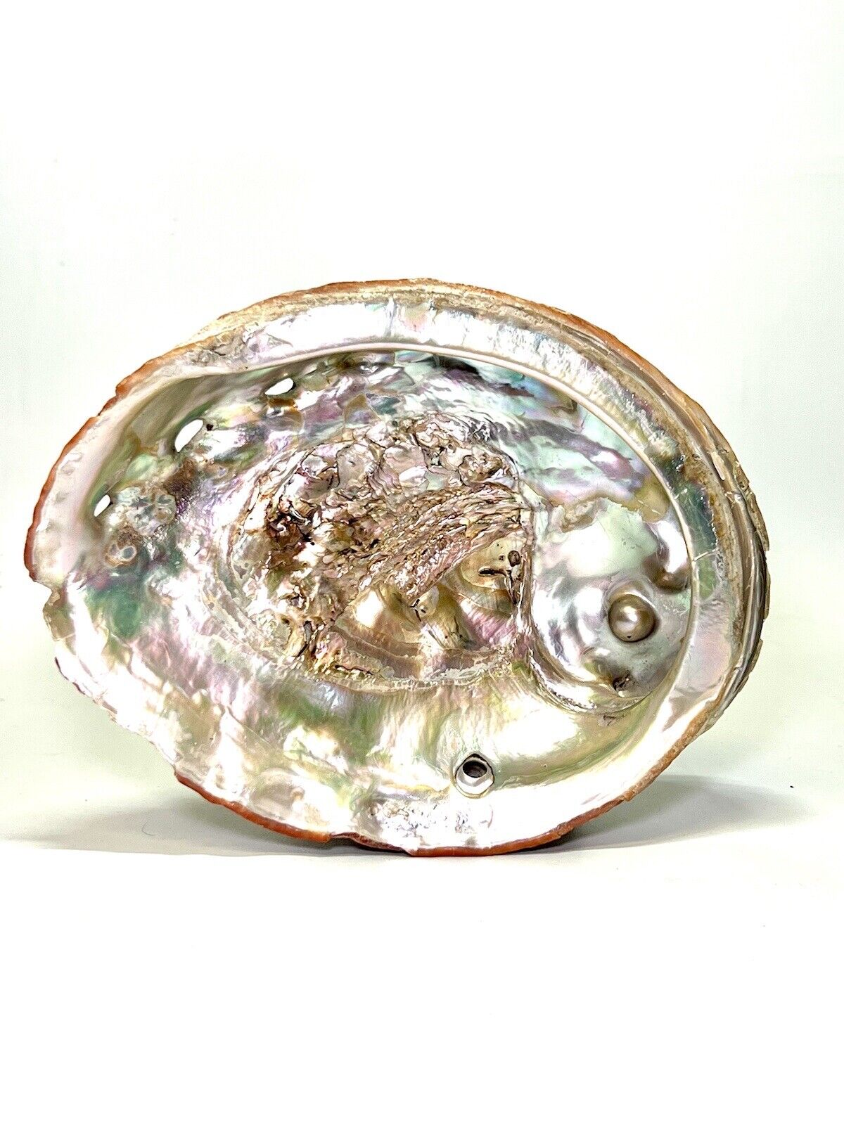 Large IRIDESCENT Sea Shell 7 1/2” x 5 7/8\