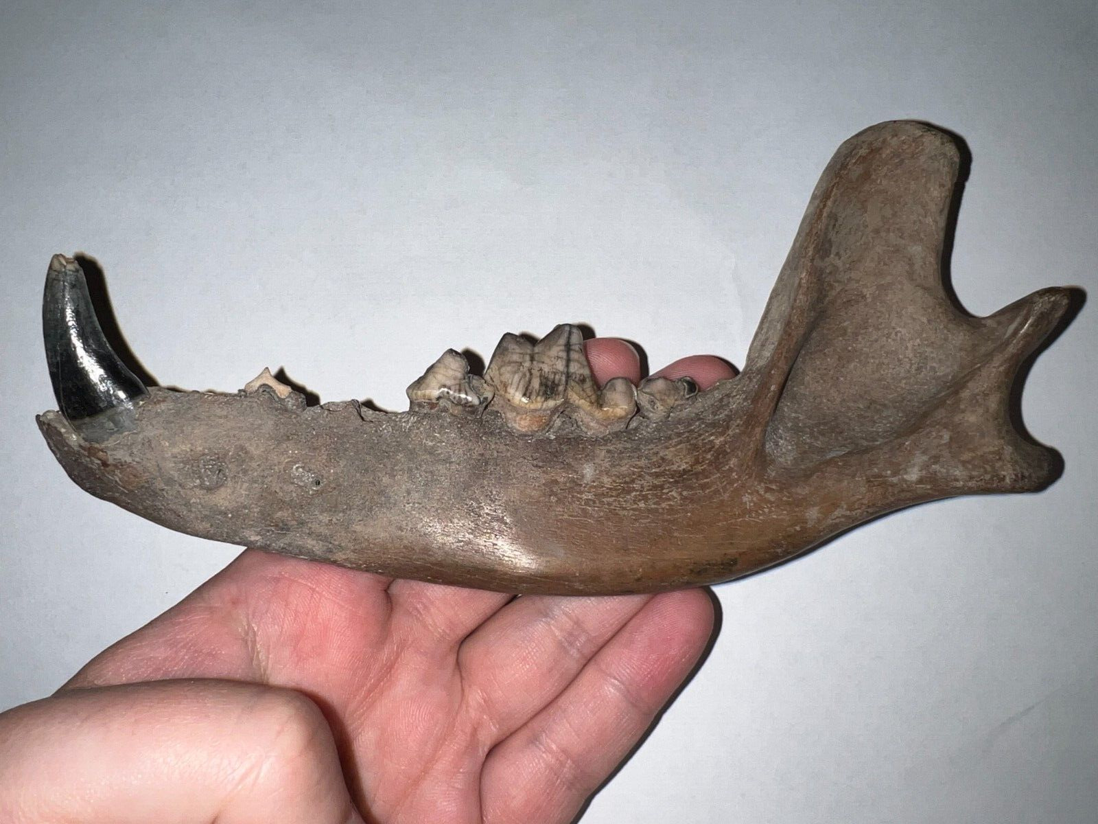 Rare Ice Age Fossil WOLF JAW with multiple teeth and Canine 7+ INCHES NO REPAIR