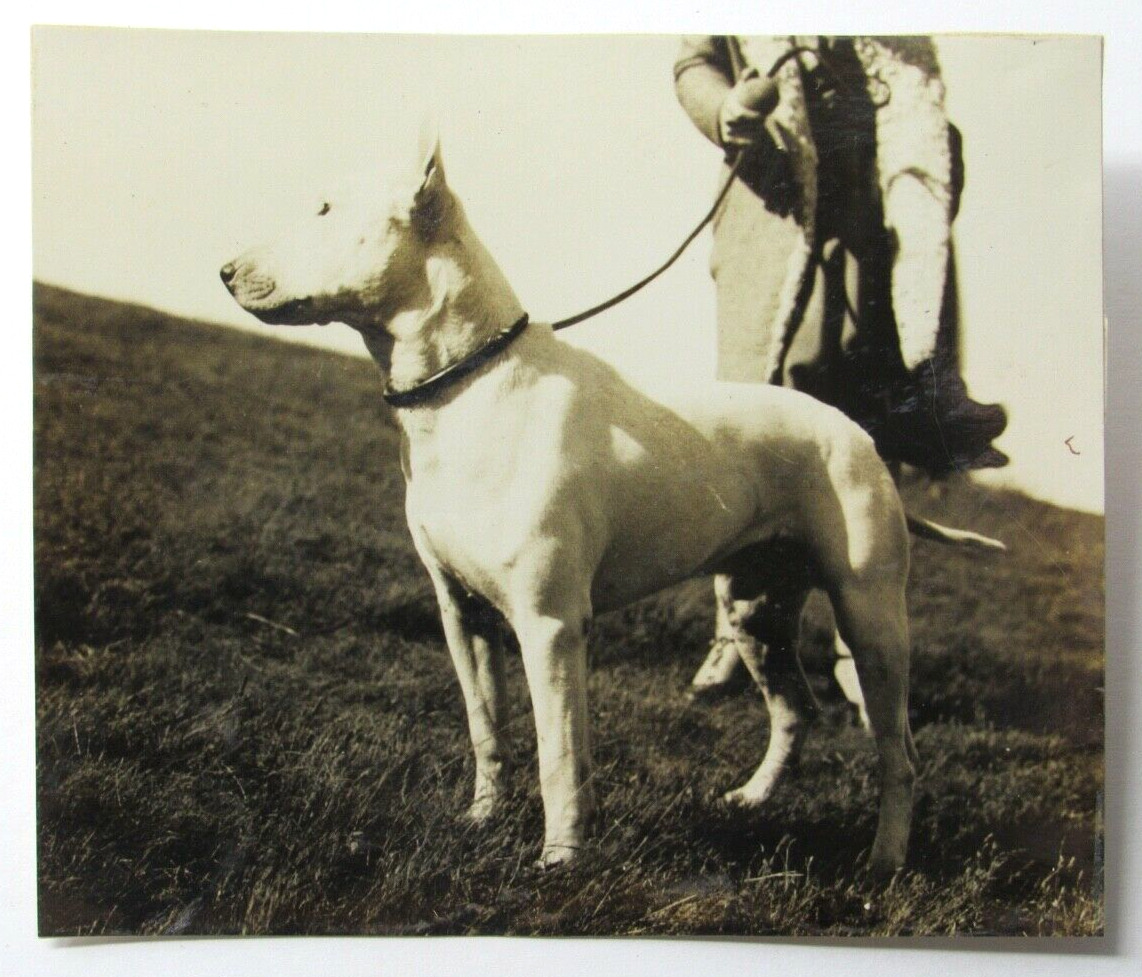 Antique 1920s Photograph of a Handsome Bull Terrier on Leash with Owner