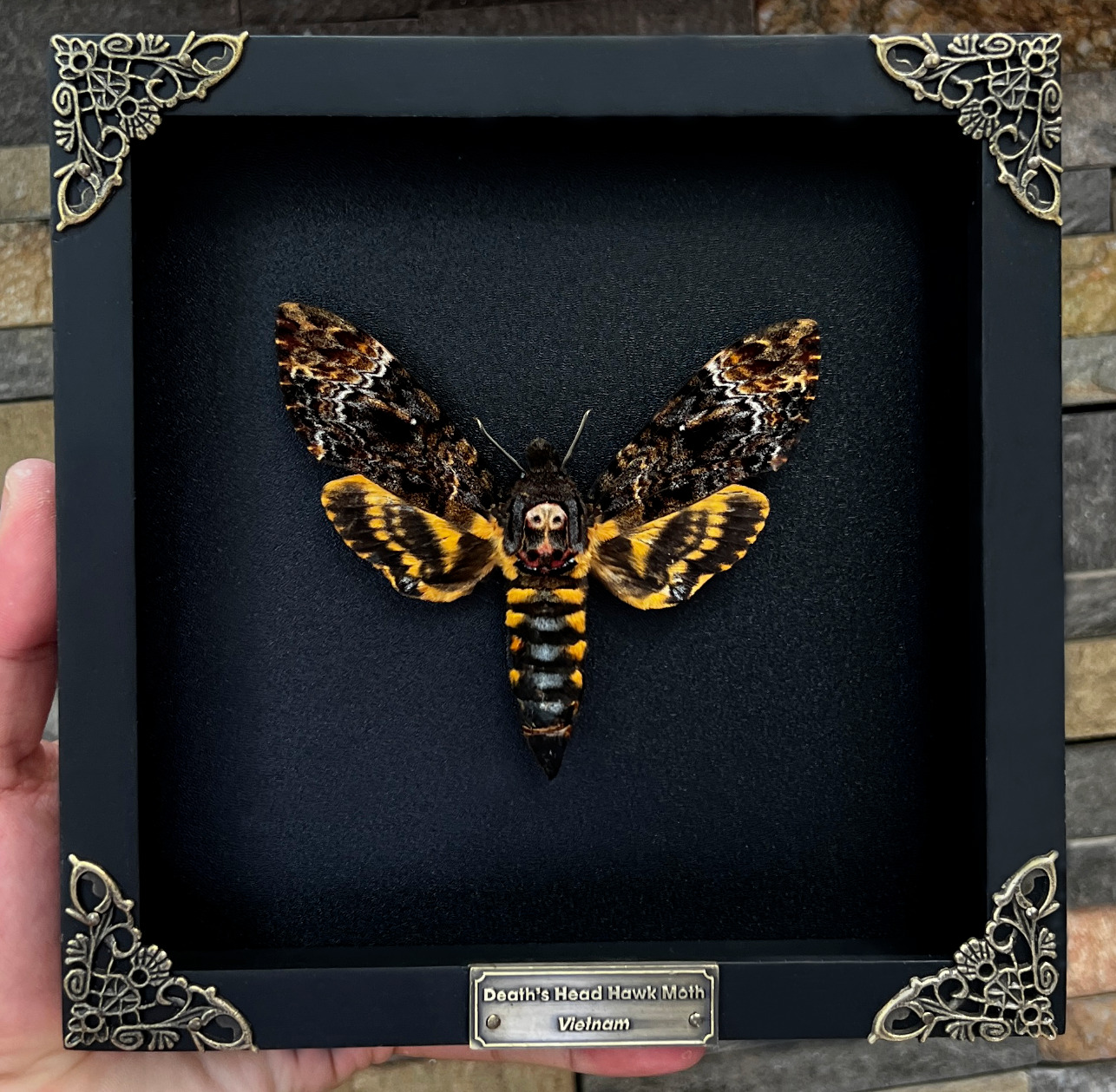 Real Death Head Moth Skull Acherontia Butterfly Insect Frame Taxidermy Taxadermy