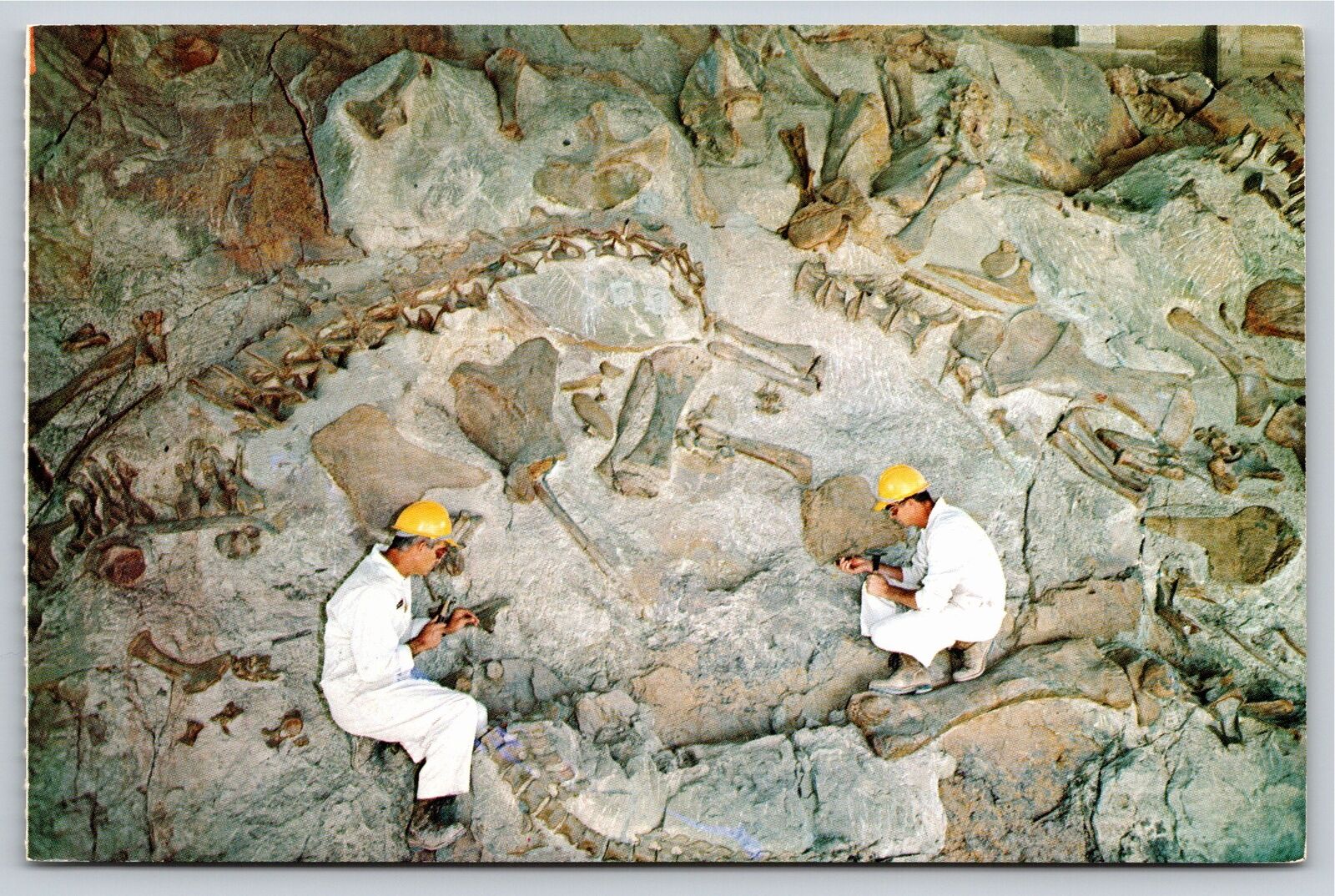 Dinosaur Natl Monument UT~Techs Relief Fossil Bone~Visitor Ctr~Vintage Postcard