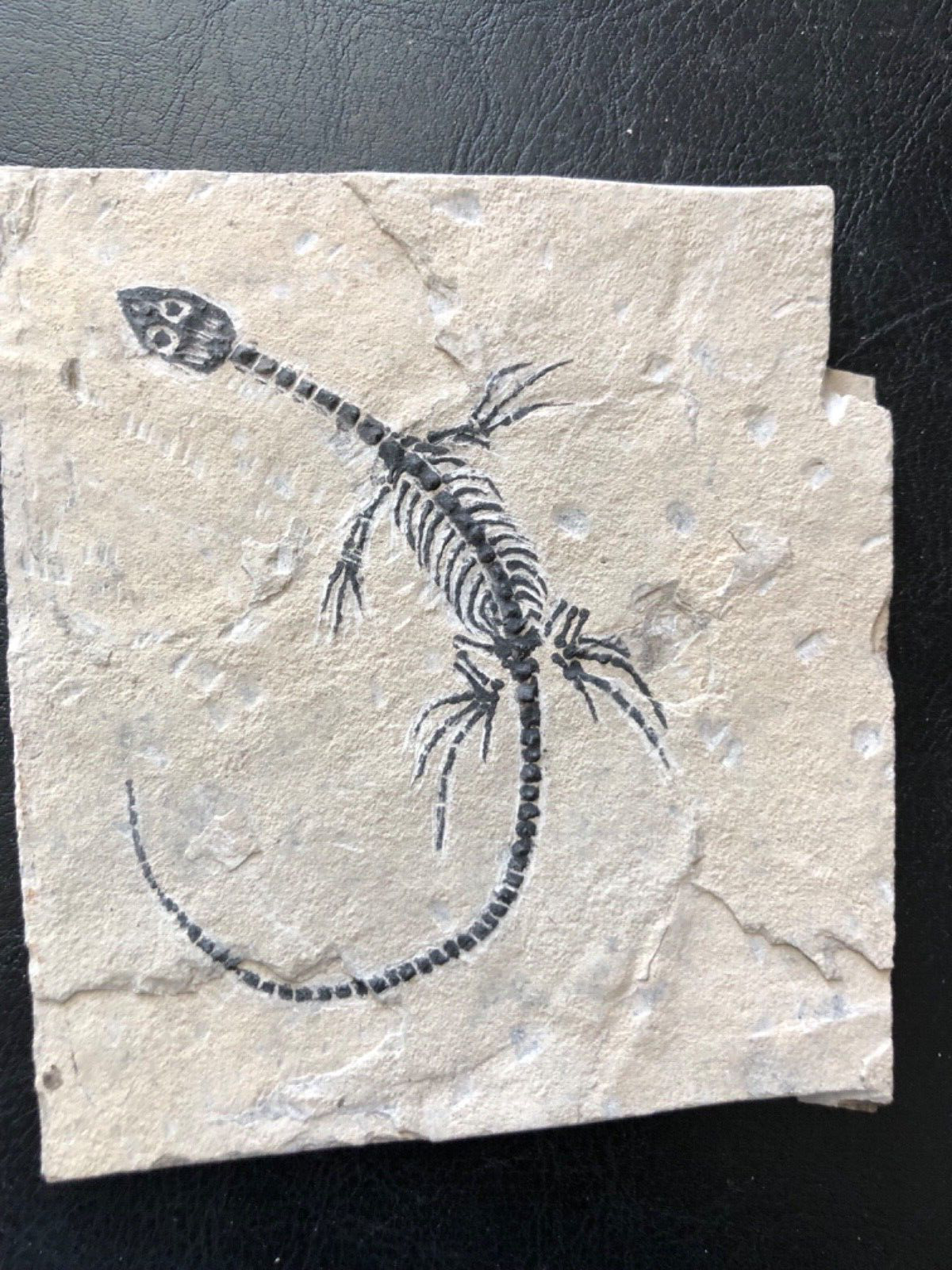 AMPHIBIAN-VERTEBRA-NOTHOSAURIA-JURASSIC-dragon dinosaur fossil-4-Holiday  gift